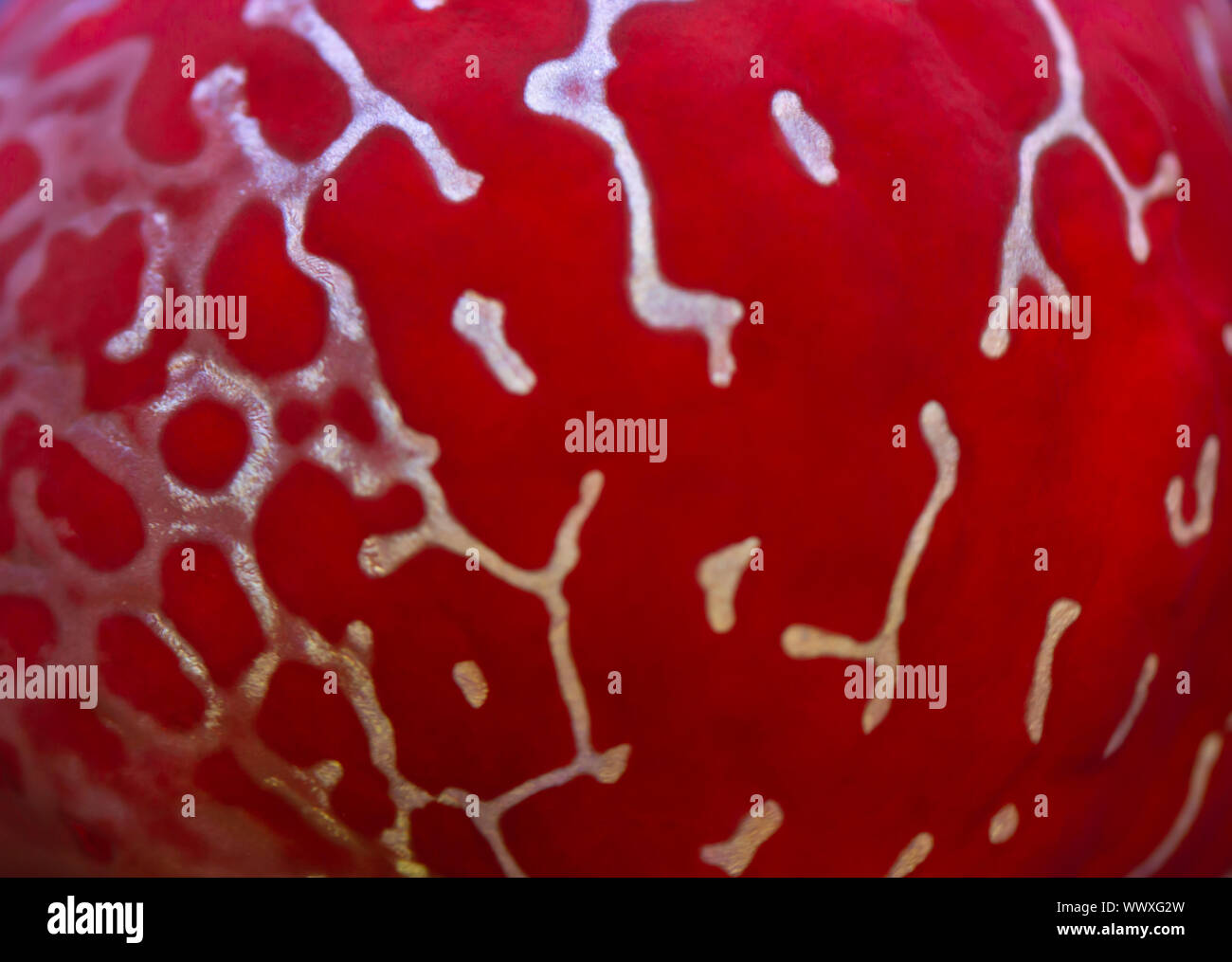 Close-up di testa del fiore rosso pesce avvisatore acustico Foto Stock