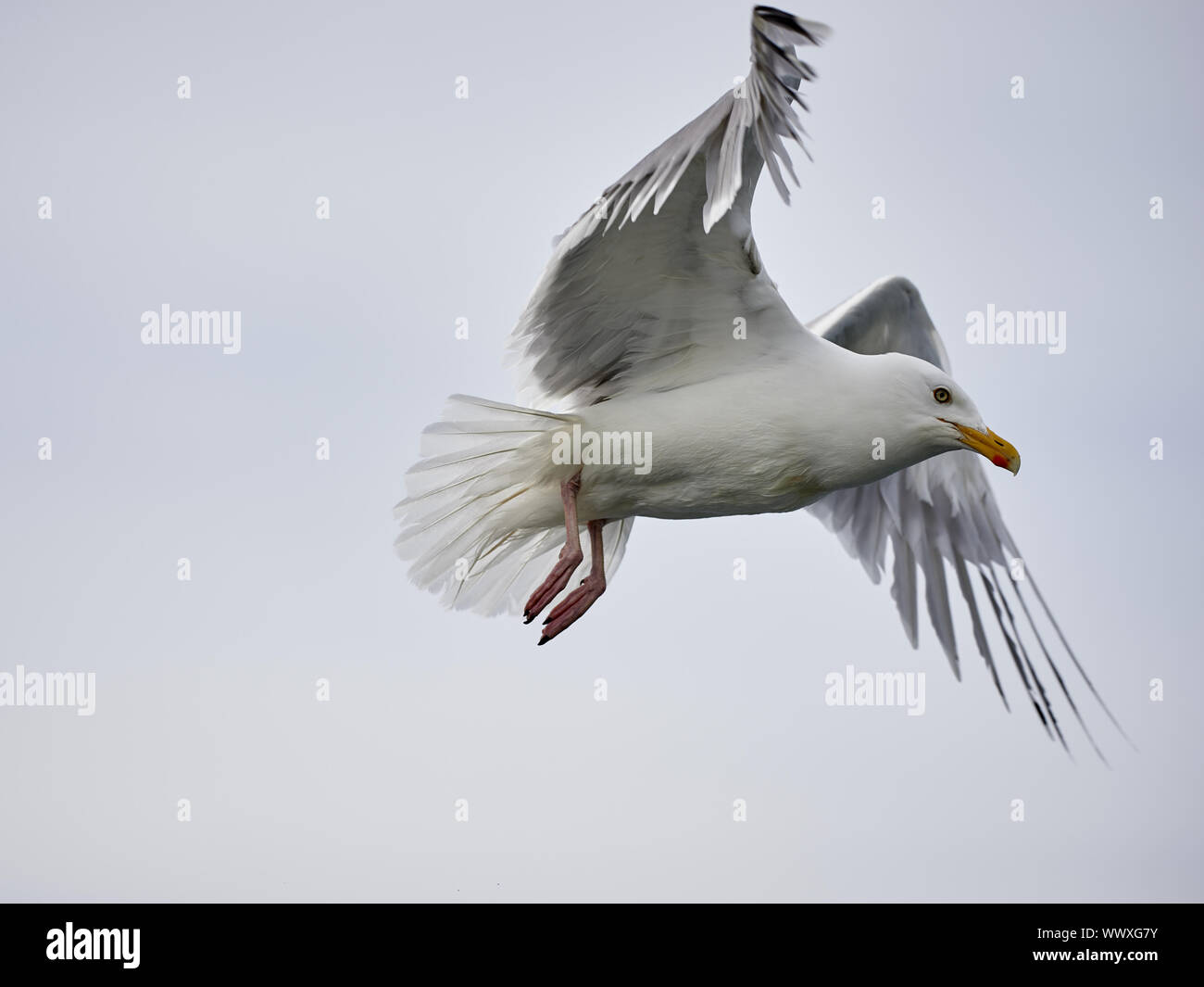 Nero-backed gull Foto Stock