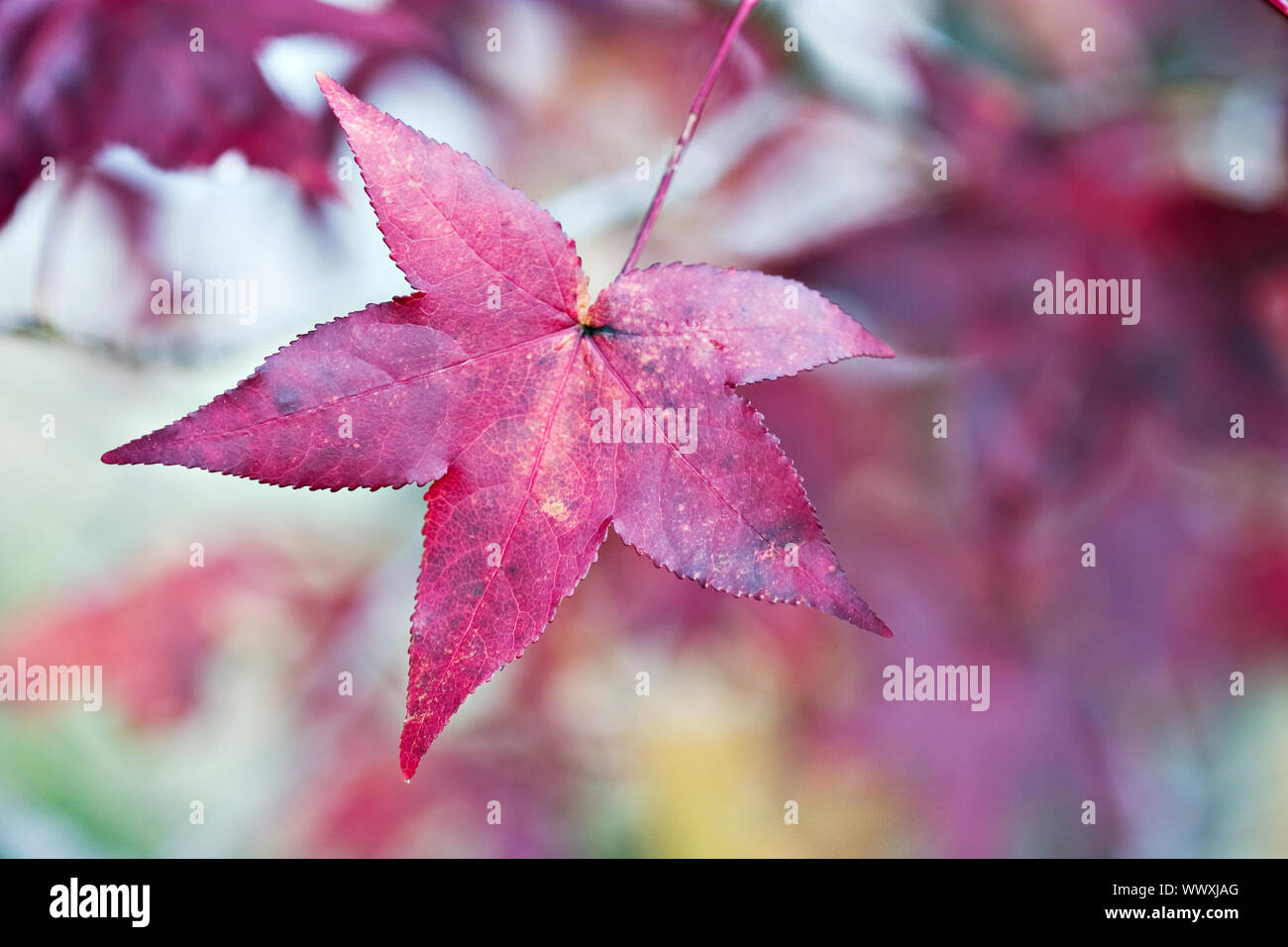 American Sweetgum foglie in colore di autunno Foto Stock