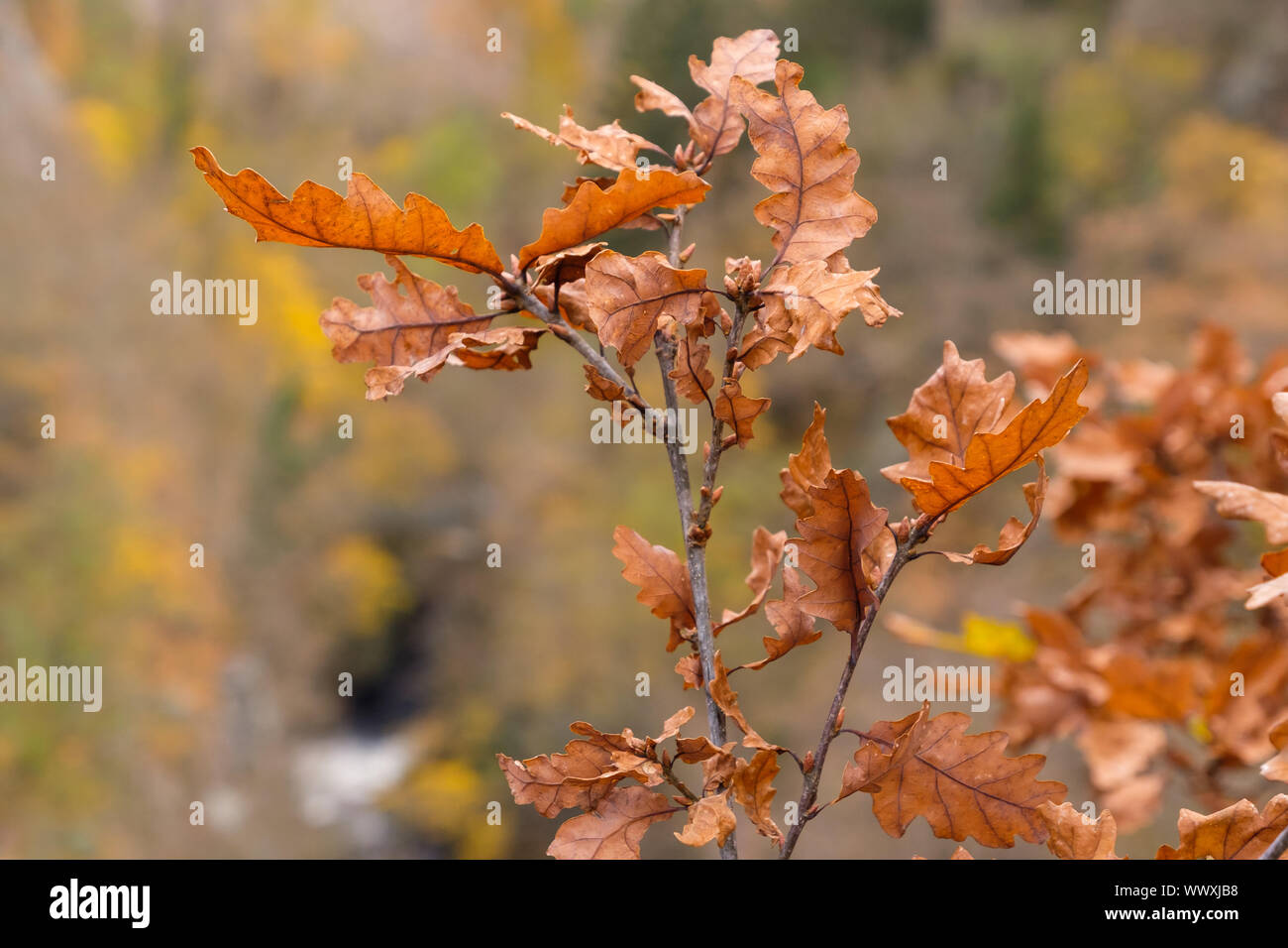 Harz streghe Trail Bodetal Foto Stock