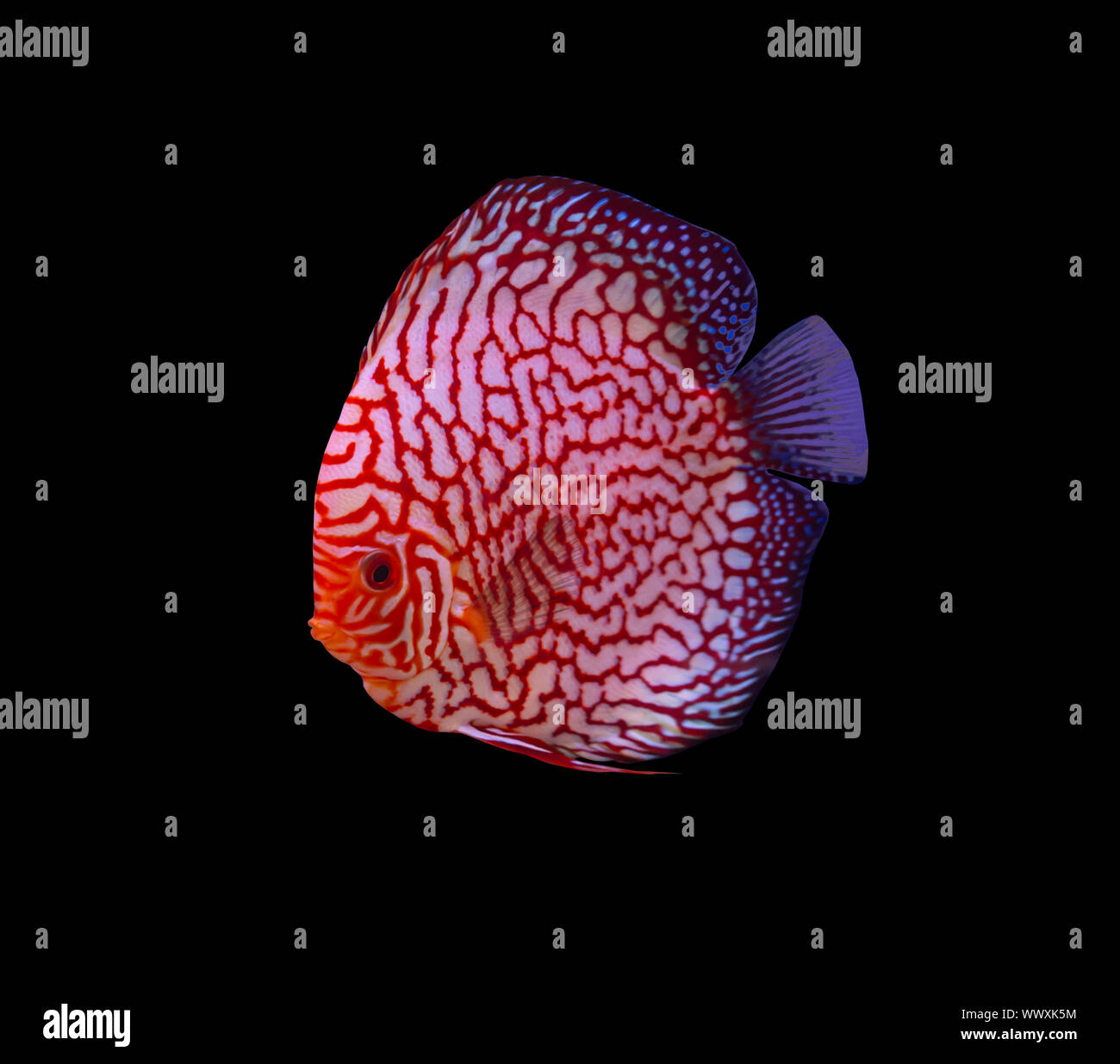 Checker Board discus pesce su sfondo nero Foto Stock