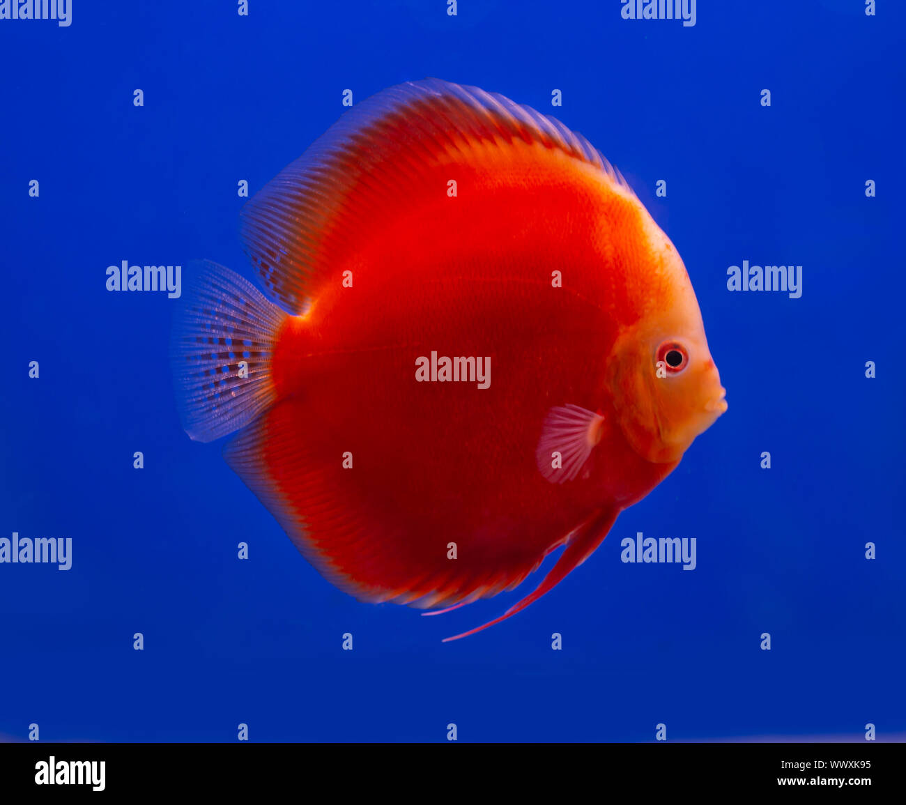Red Melon discus pesce su sfondo blu aquarium Foto Stock