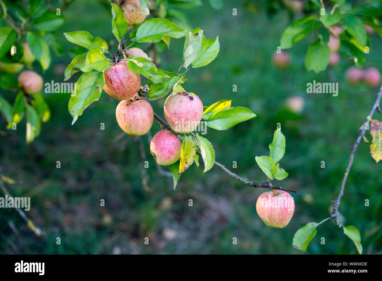Finkenwerder Herbstprinz, Tedesco apple cultivar, Germania, Europa Foto Stock