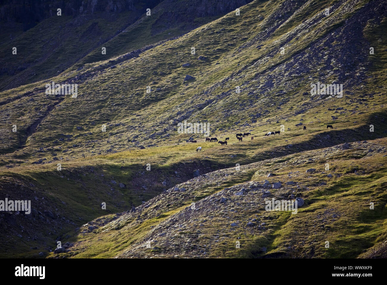 Paesaggio con wild islandese cavalli, (Equus przewalskii f. caballus), Est Islanda, Islanda, Europa Foto Stock