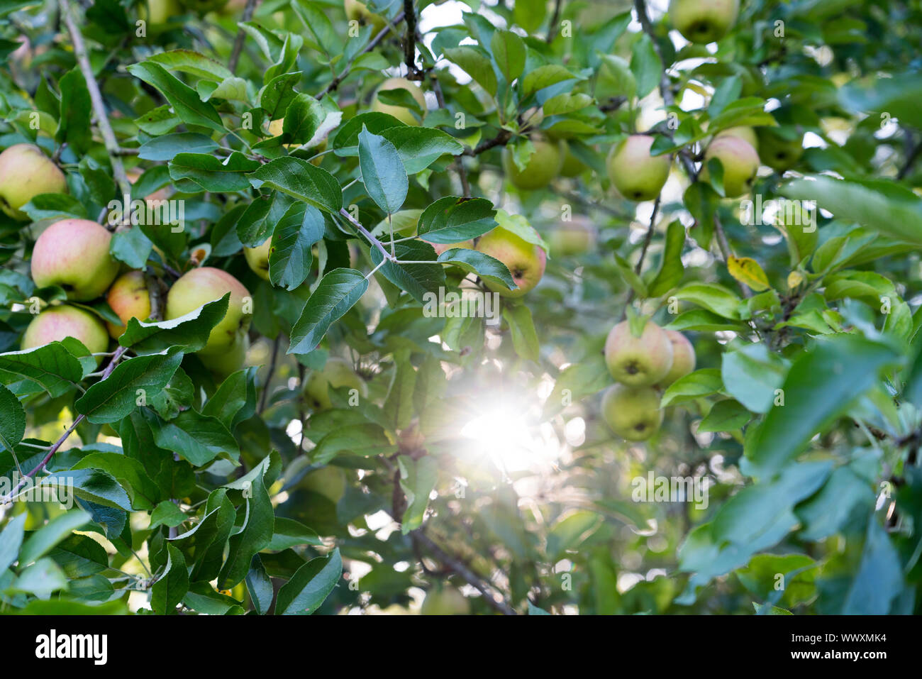 Finkenwerder Herbstprinz, Tedesco apple cultivar, Germania, Europa Foto Stock