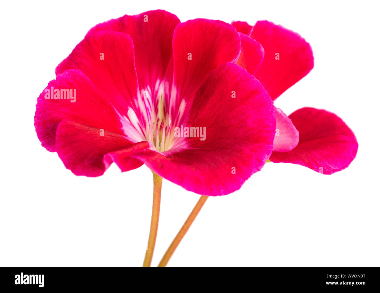 Red pelargonium fiori isolati su sfondo bianco Foto Stock