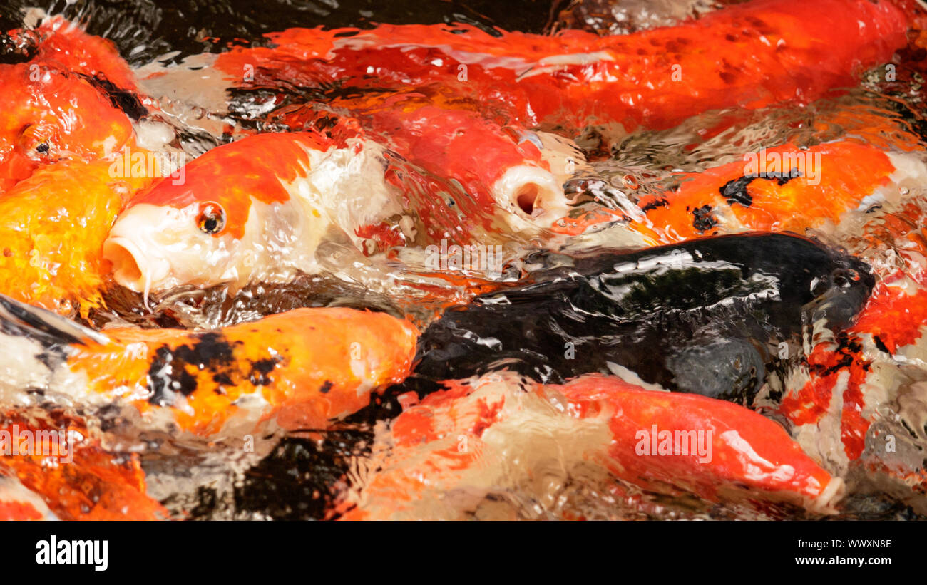 Carpe Koi frenesia in Asia Foto Stock