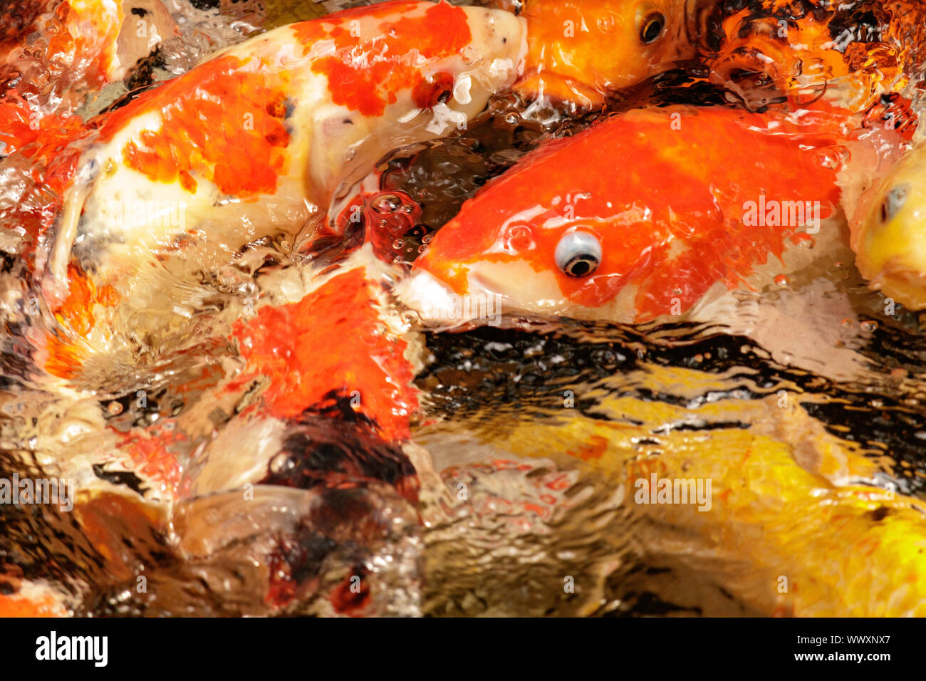 Carpe Koi frenesia in Asia Foto Stock