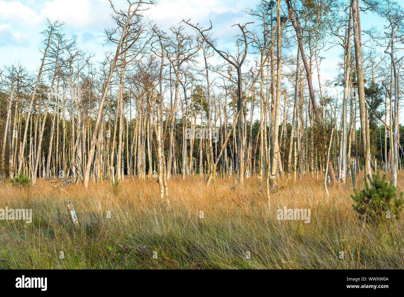 Riserva Naturale Ribnitz-Damgarten nel nord-est della Germania vicino al Mar Baltico Foto Stock