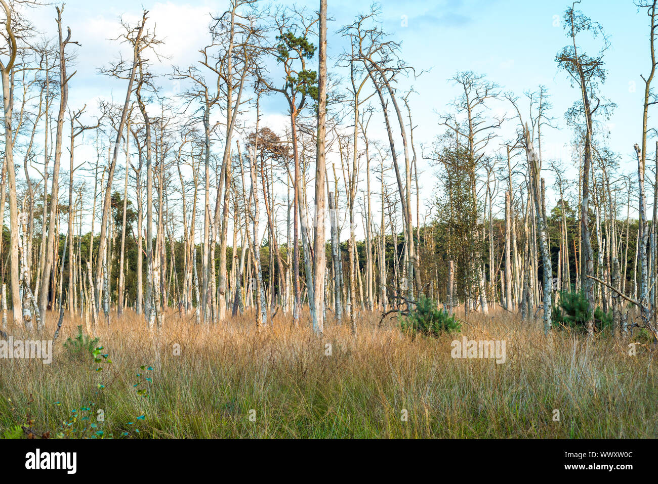 Riserva Naturale Ribnitz-Damgarten nel nord-est della Germania vicino al Mar Baltico Foto Stock