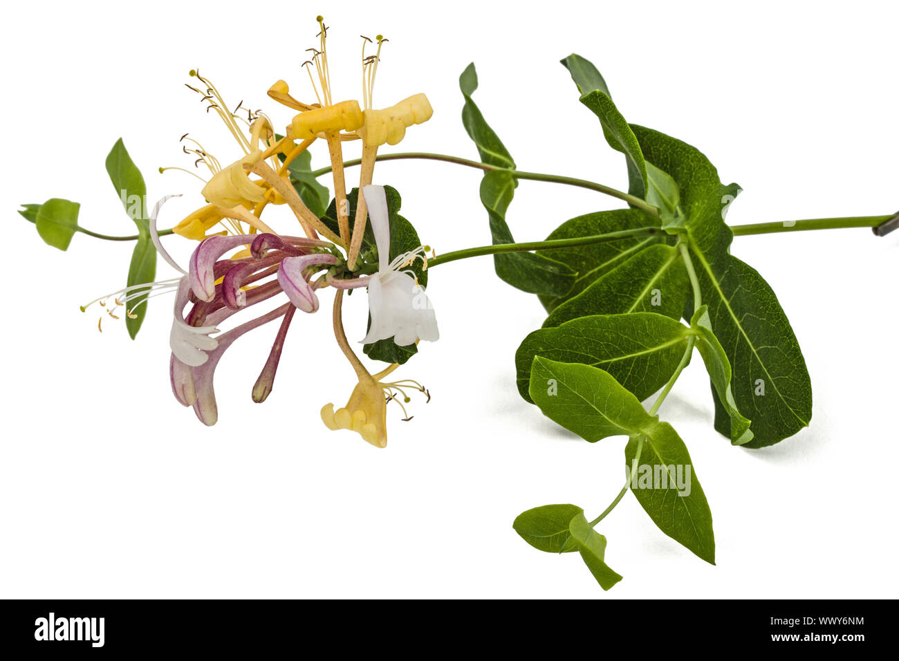 Fiori di caprifoglio, lat. Lonicera caprifolium, isolato su sfondo bianco Foto Stock