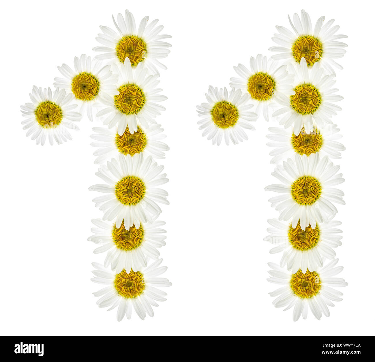 Numero arabo 11, undici, dal bianco dei fiori di camomilla, isolati su sfondo bianco Foto Stock