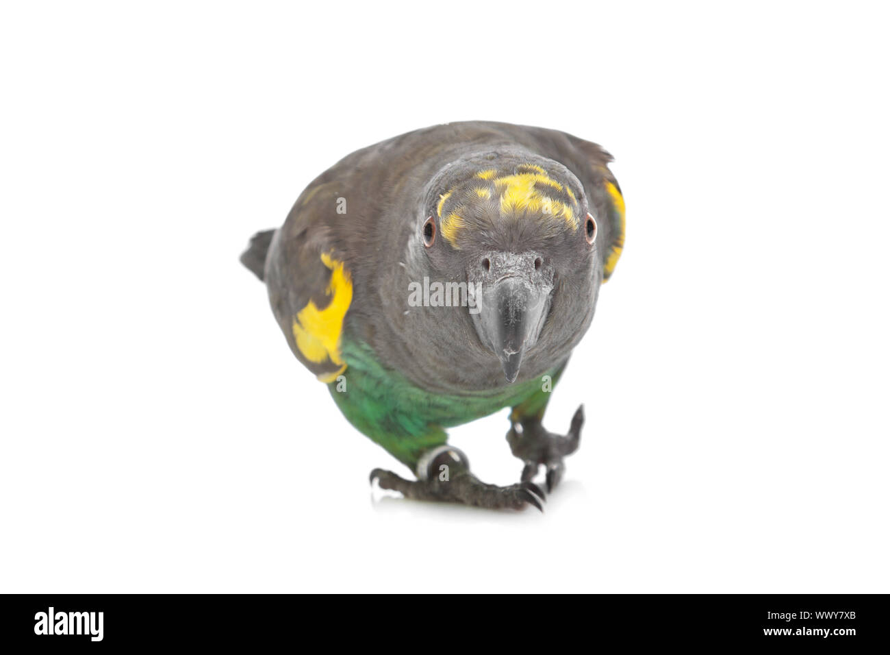Meyer Parrot davanti a uno sfondo bianco Foto Stock