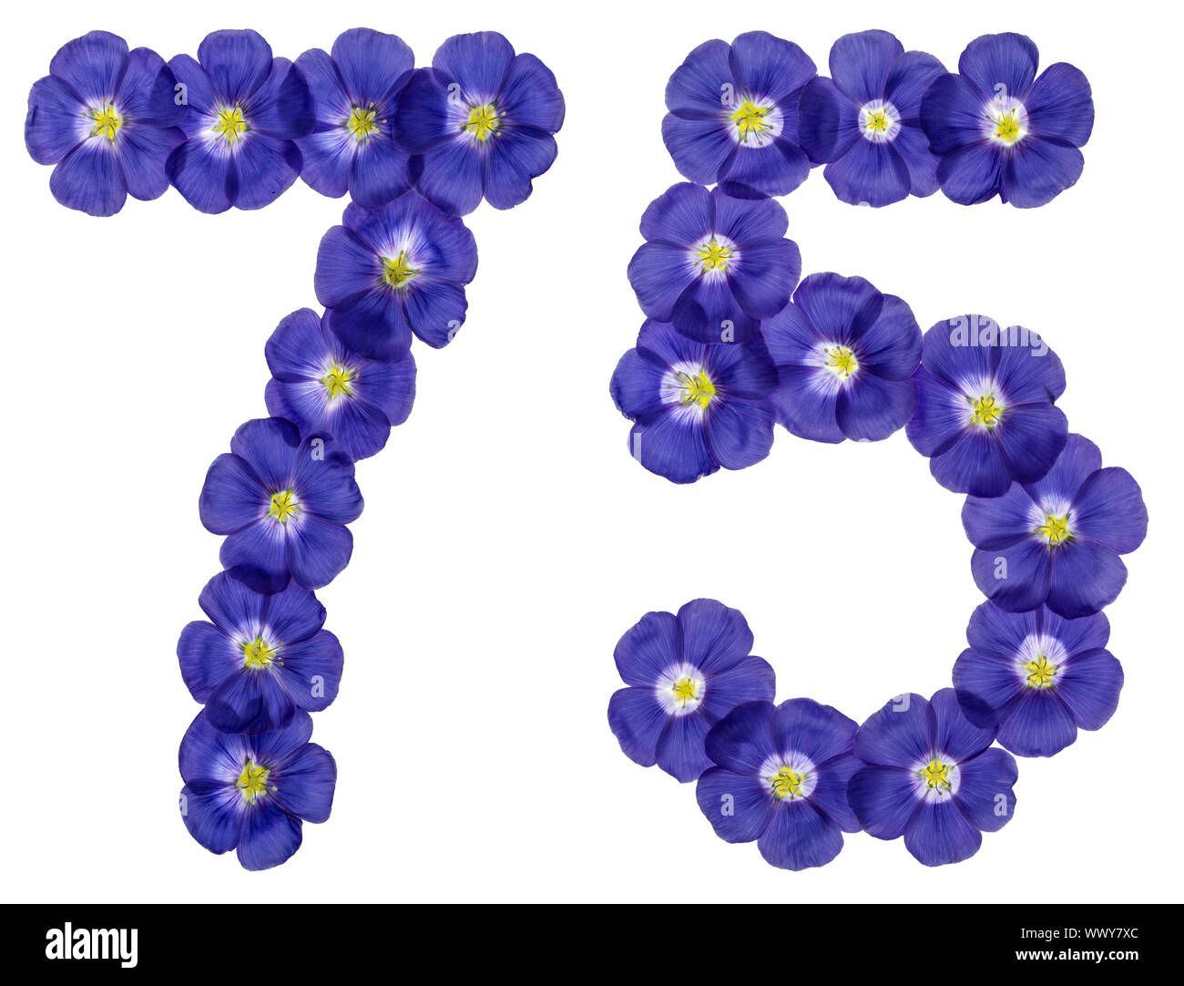 Numero arabo 75, settantacinque, dai fiori blu di lino, isolato su sfondo bianco Foto Stock