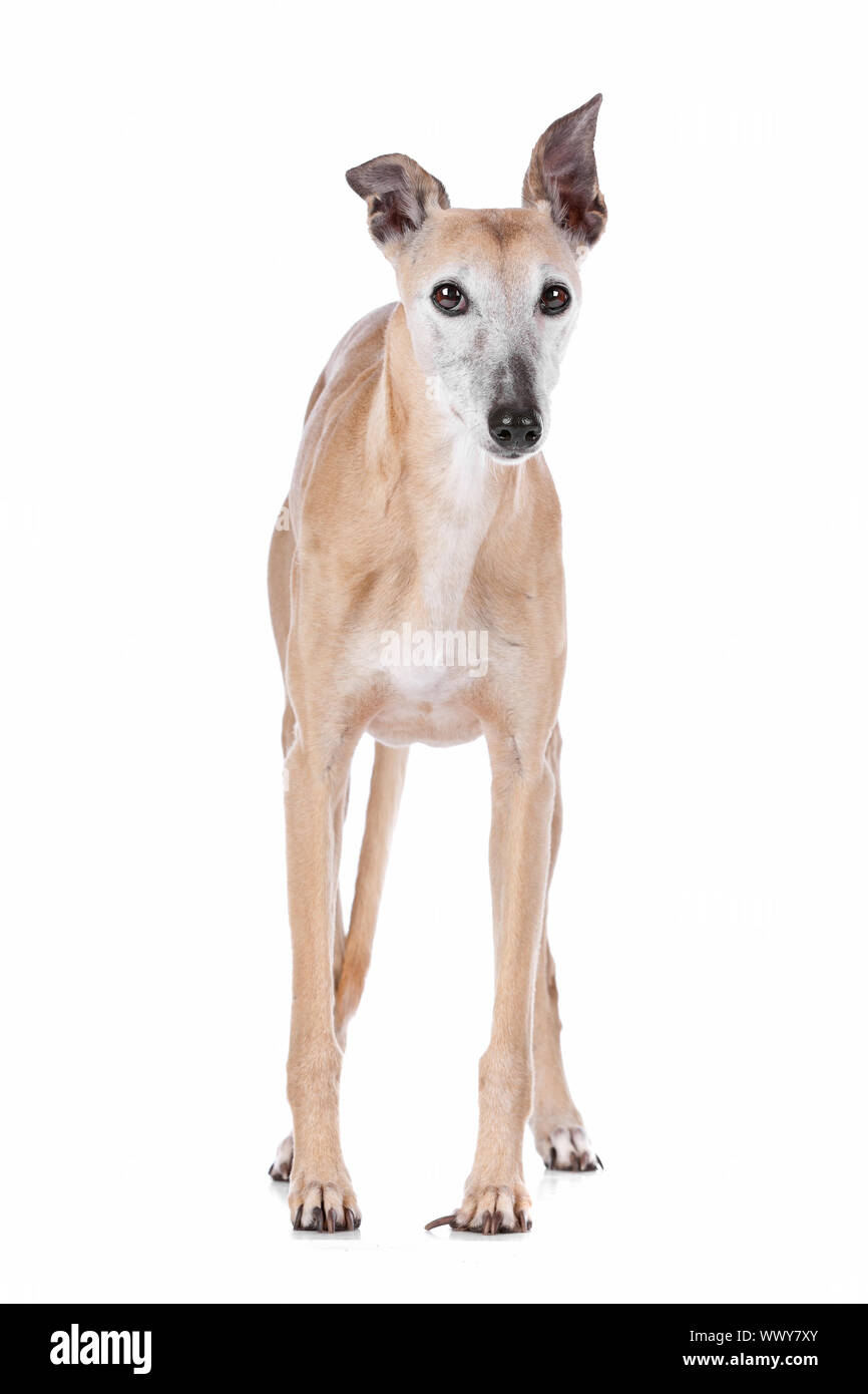 Old Greyhound davanti a uno sfondo bianco Foto Stock