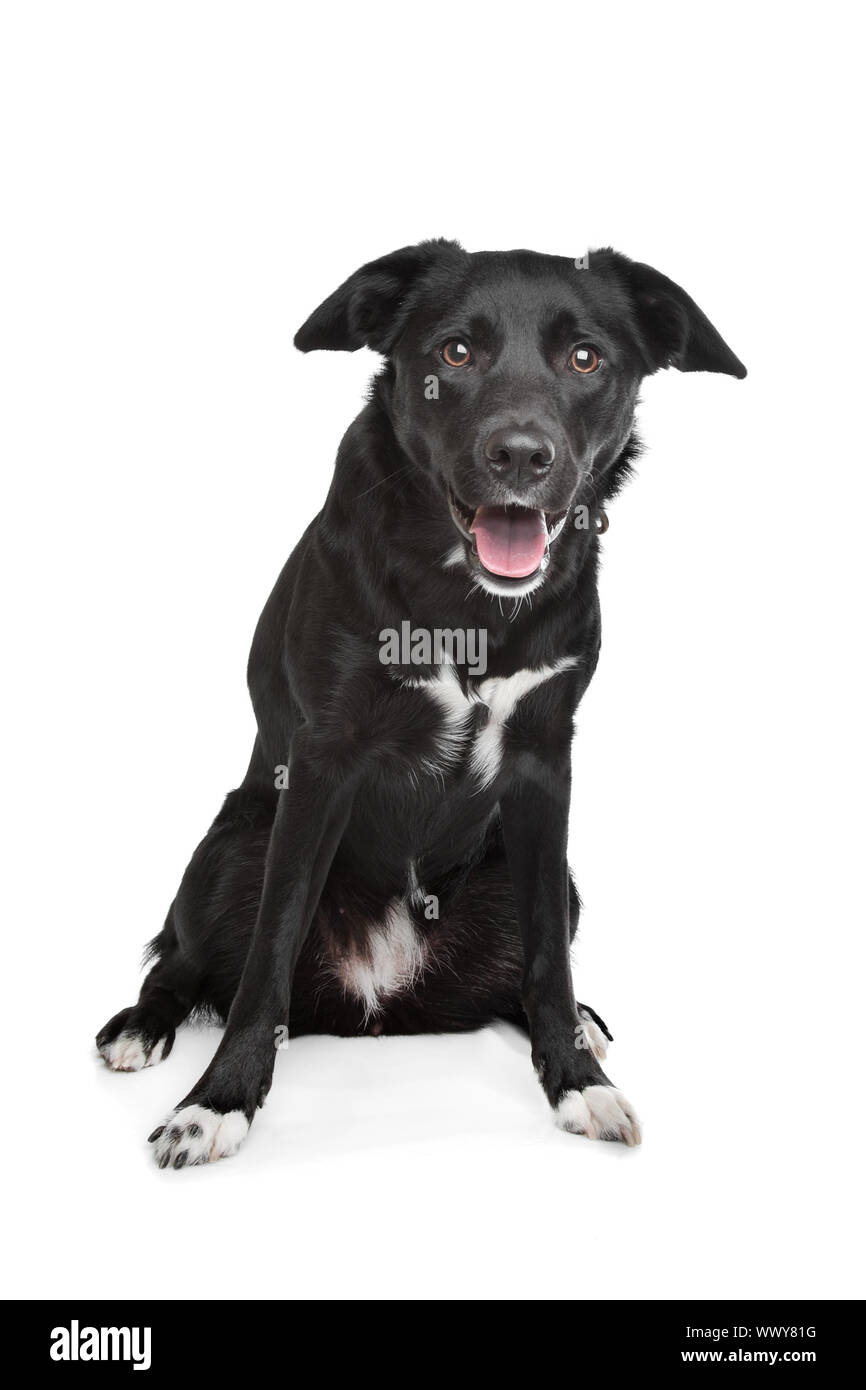 Razza cane. Il Labrador/Border Collie Foto stock - Alamy