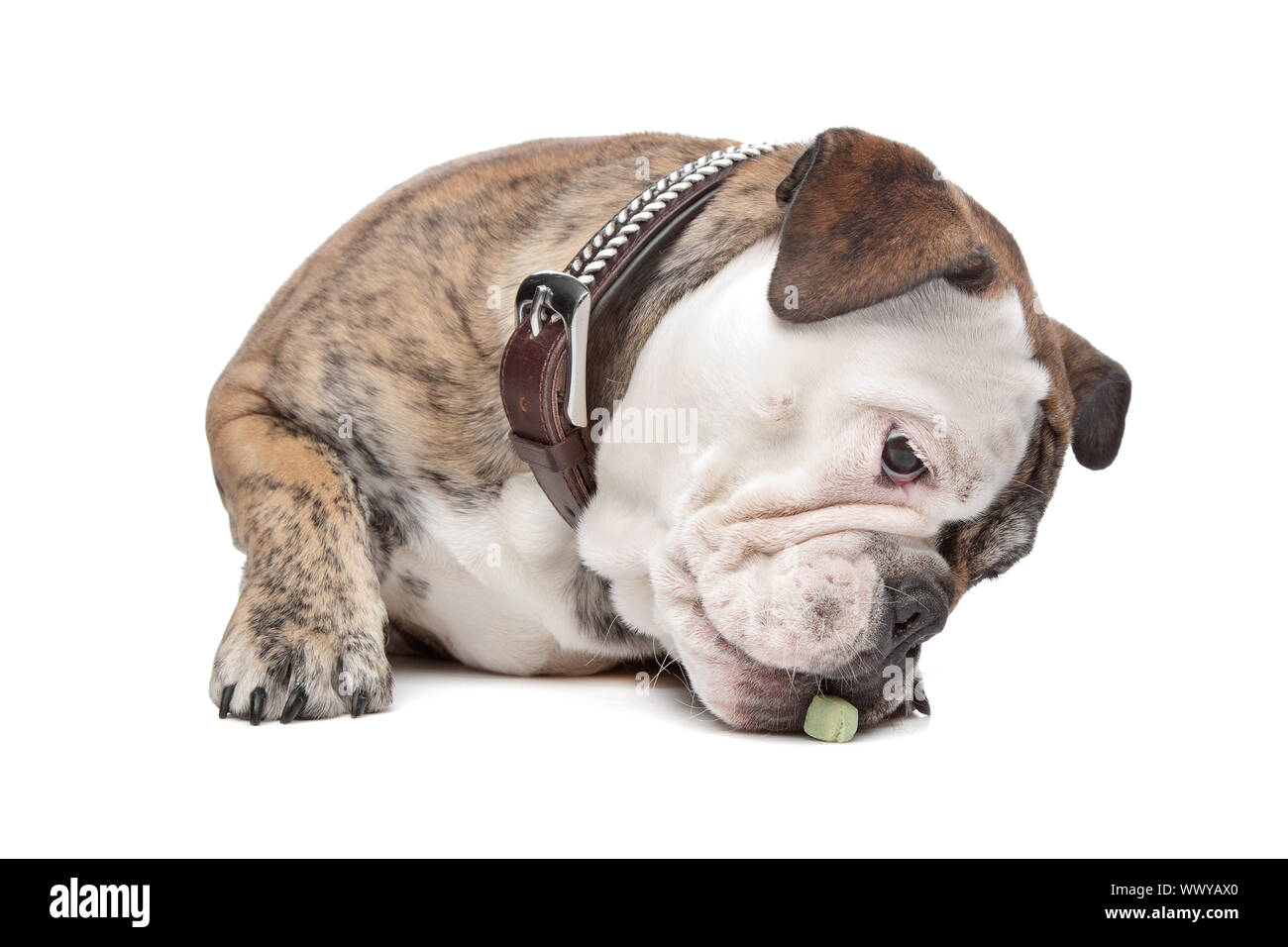 Bulldog inglese di fronte a uno sfondo bianco Foto Stock