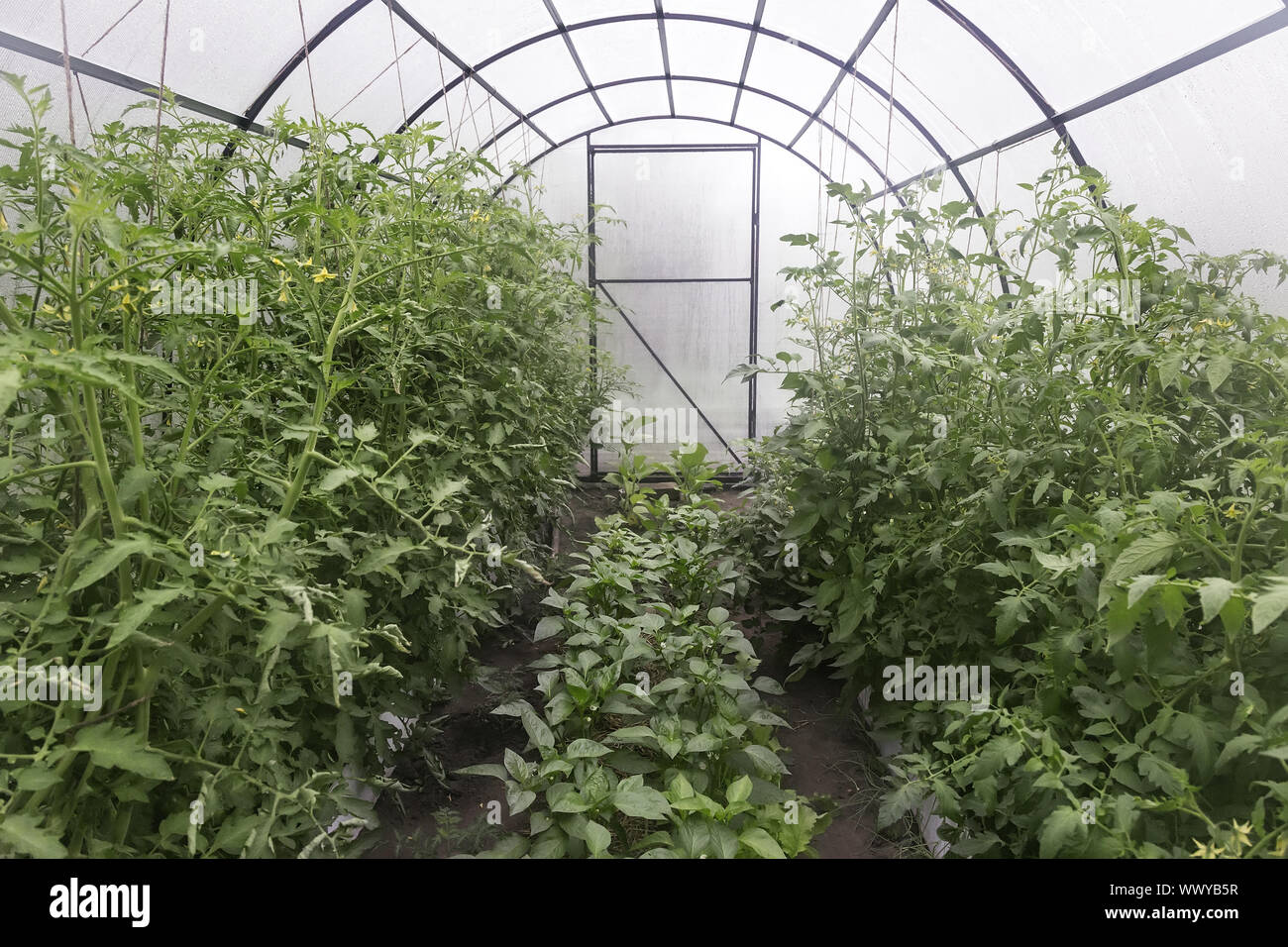 Una piccola serra per le piante agricole. Foto Stock