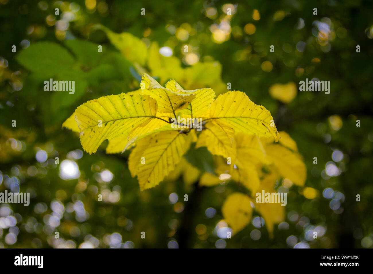 Filiale di colorazione del fogliame in autunno Foto Stock