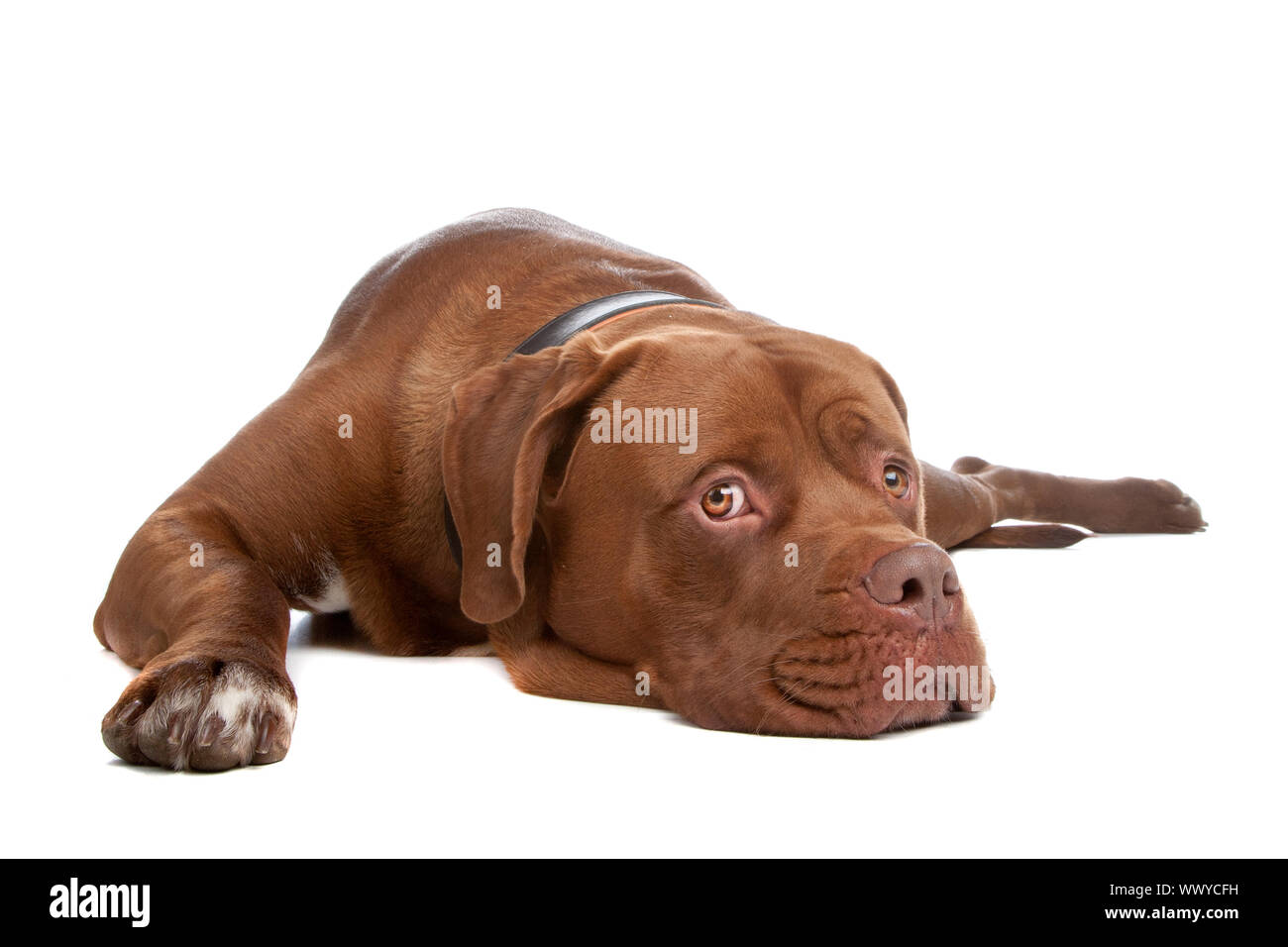 Mix bull mastiff,Tosa inu ,isolato su uno sfondo bianco Foto Stock