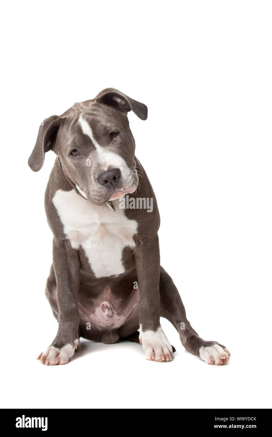 American Staffordshire bull terrier isolato su uno sfondo bianco Foto Stock