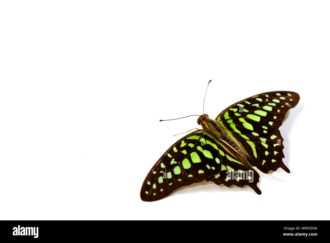 Graphium isolati su sfondo bianco Foto Stock