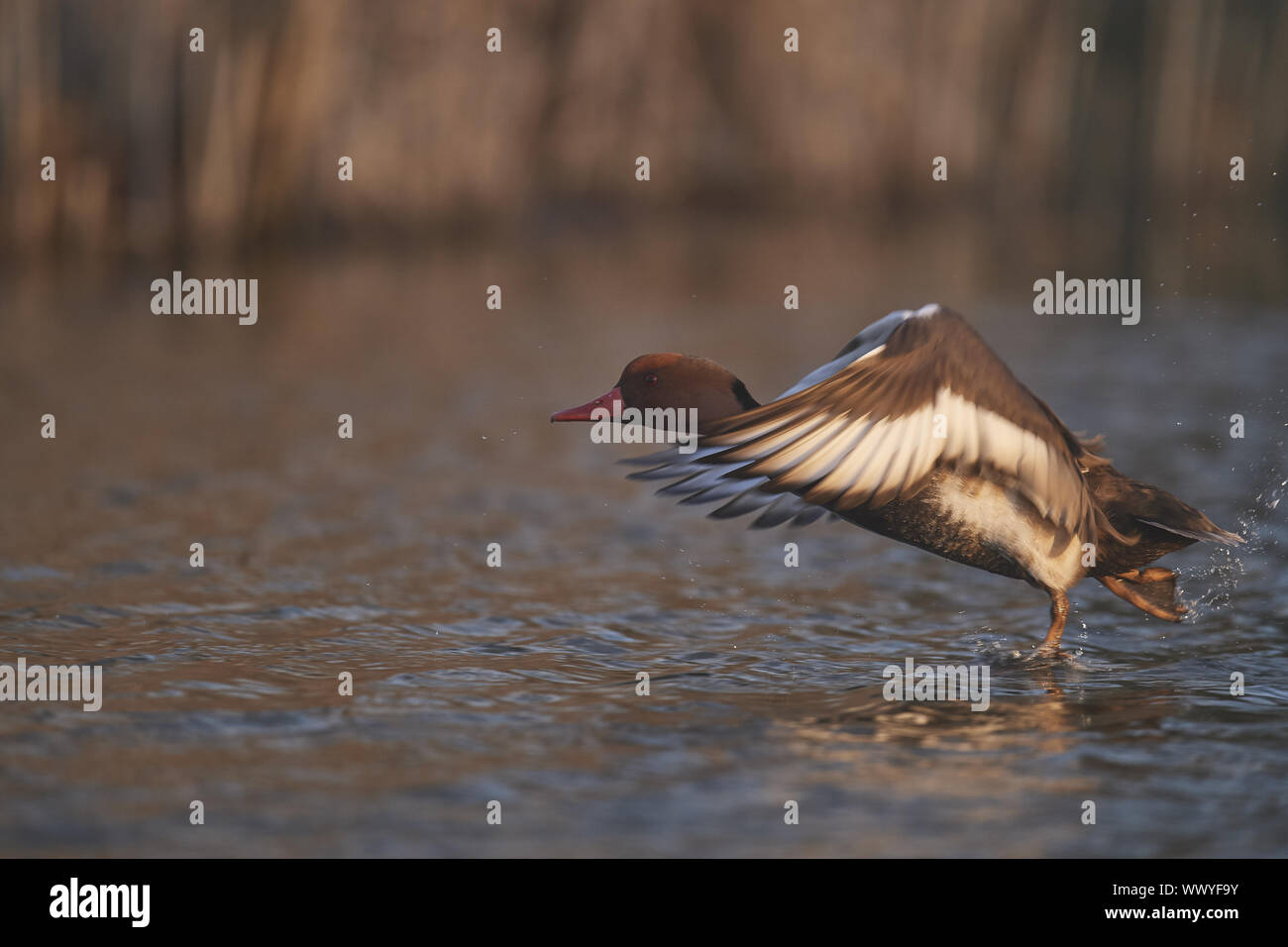 Moriglione Foto Stock