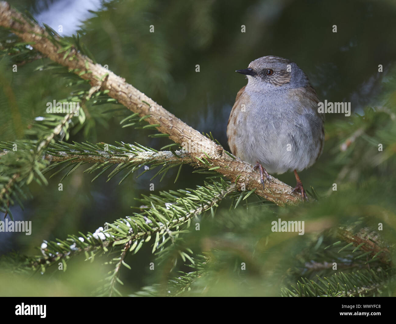 Hedge sparrow Foto Stock