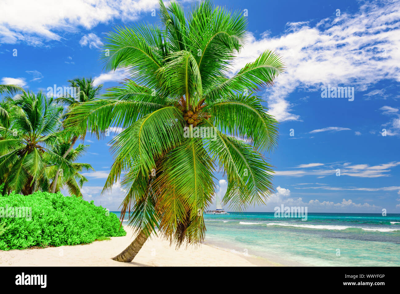 Paradise beach bella sabbia bianca con Palm tree nel resort di Caraibi Foto Stock