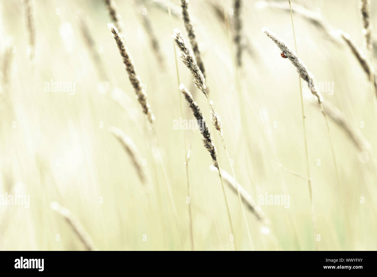 Chiuda il fieno Foto Stock