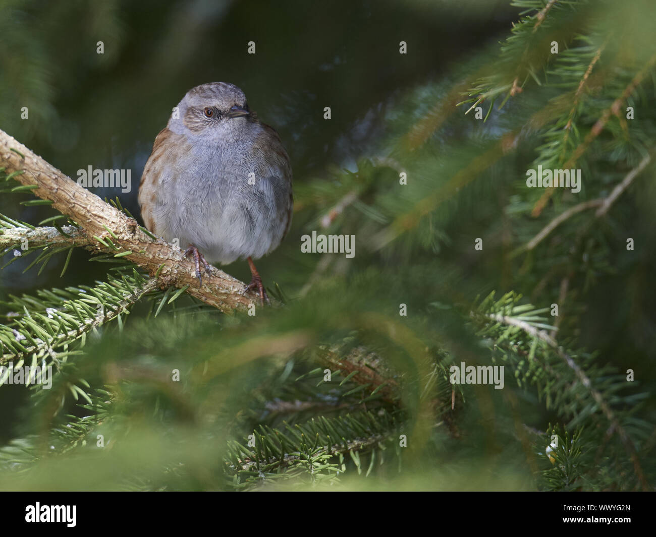 Hedge sparrow Foto Stock