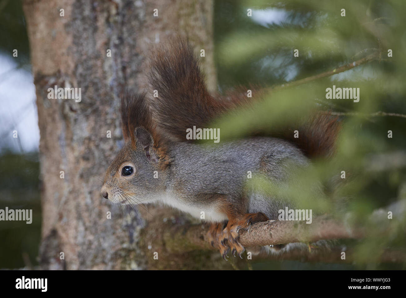 Canifee - Mangime Per Scoiattolo, 1 Kg Di Mangime Per Animali Selvatici Adatto Alla Specie Come Miscela - Foto 6