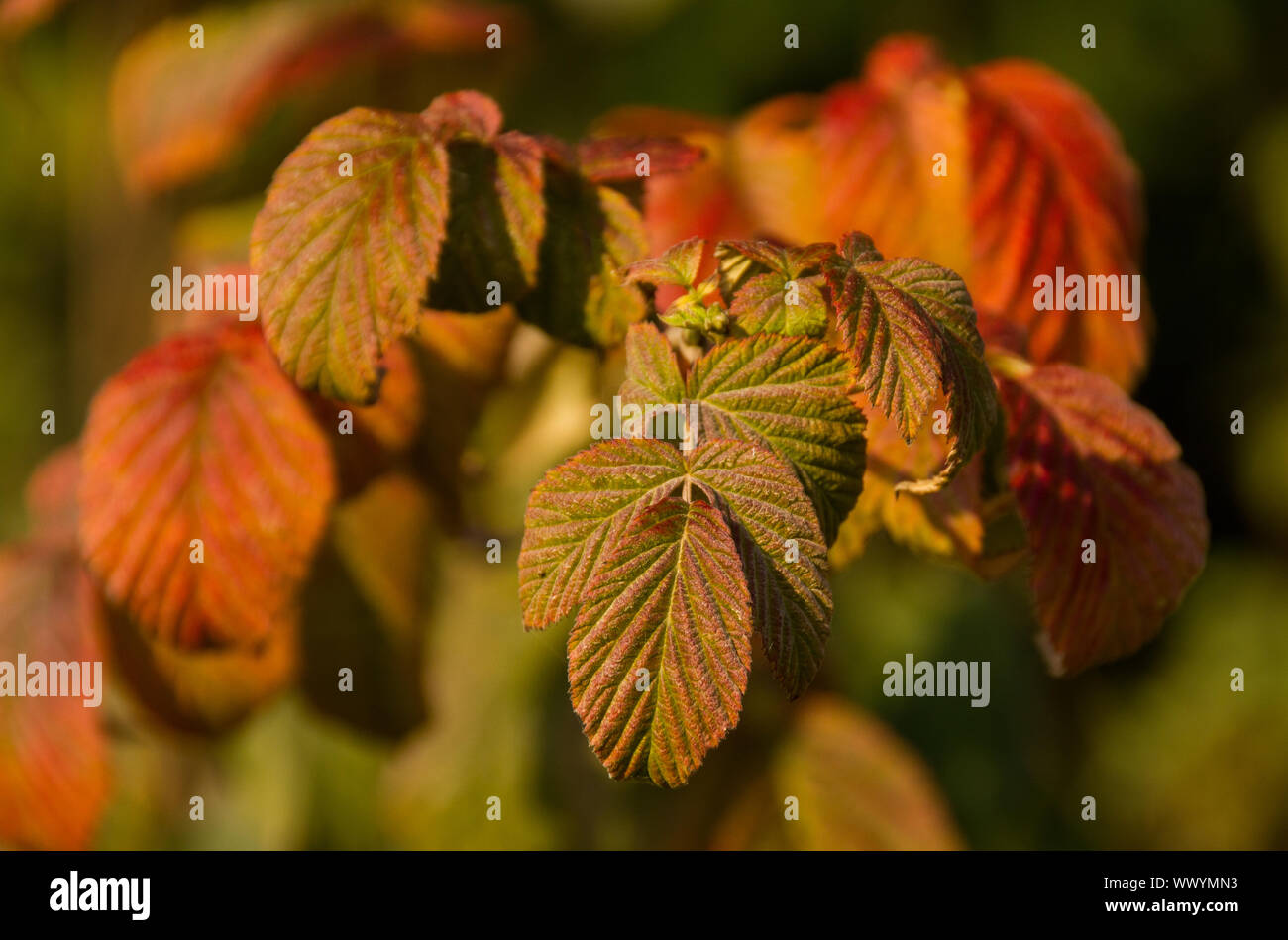 Facce della stagione autunnale Foto Stock