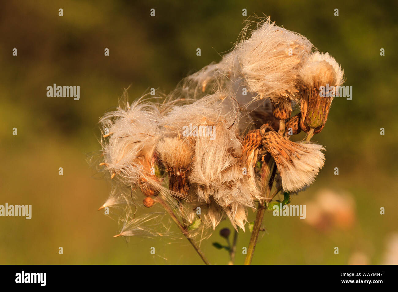 Facce della stagione autunnale Foto Stock