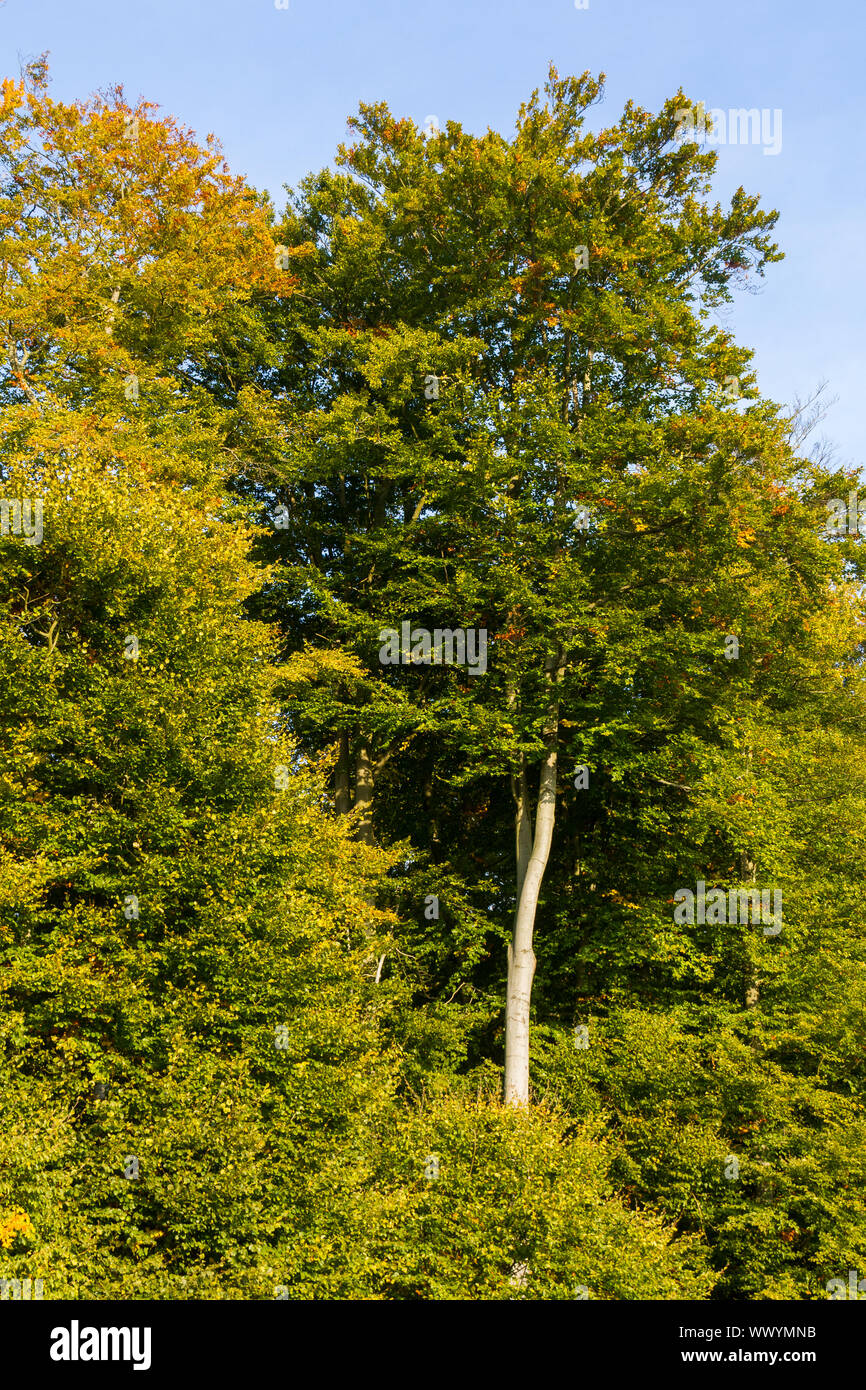 Facce della stagione autunnale Foto Stock