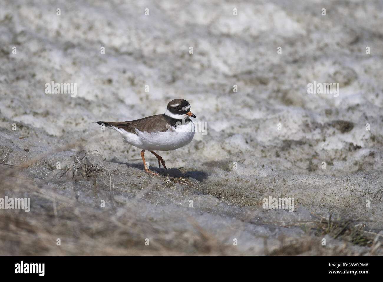 Comune piviere cerchiati Foto Stock