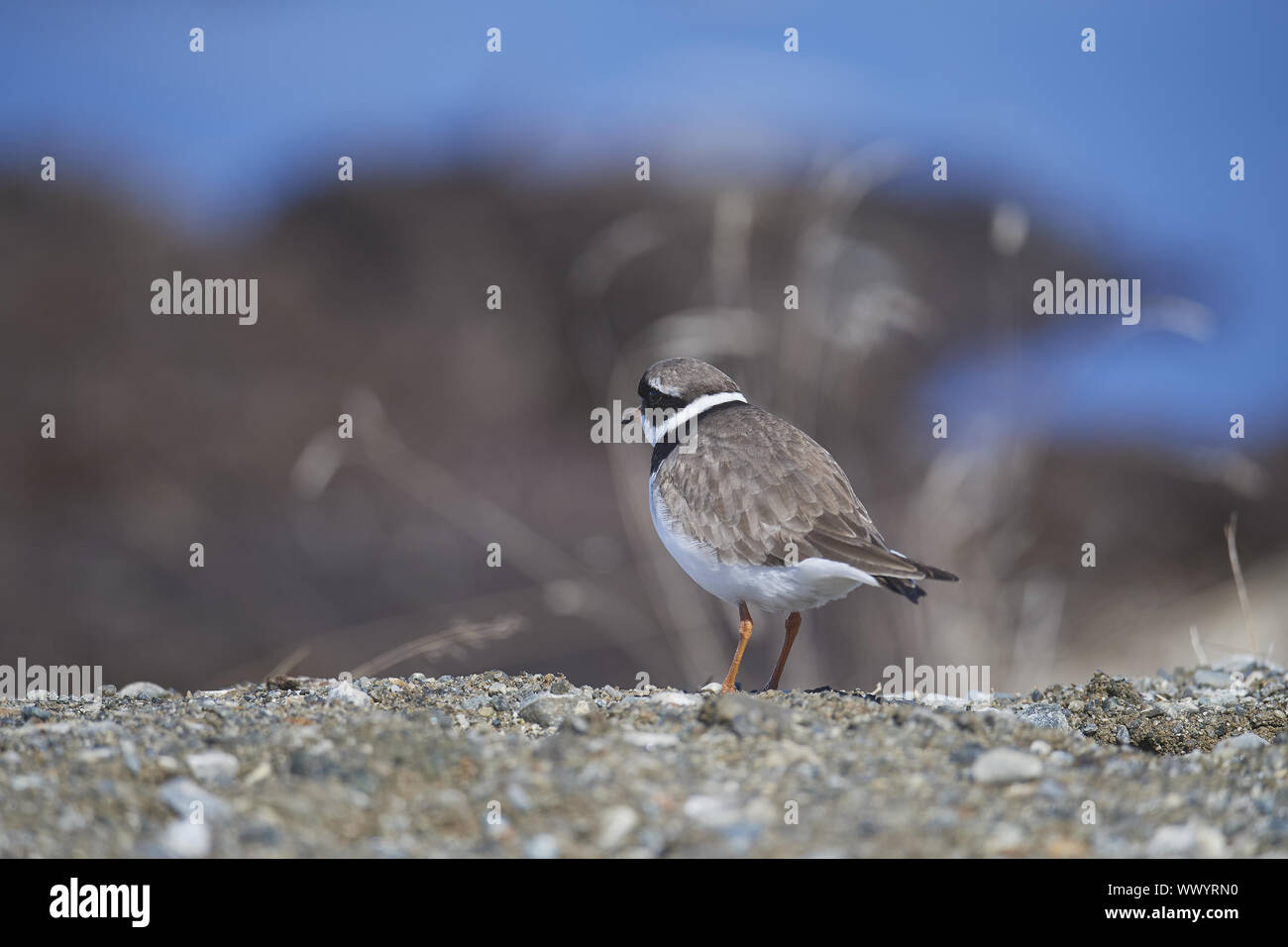 Comune piviere cerchiati Foto Stock