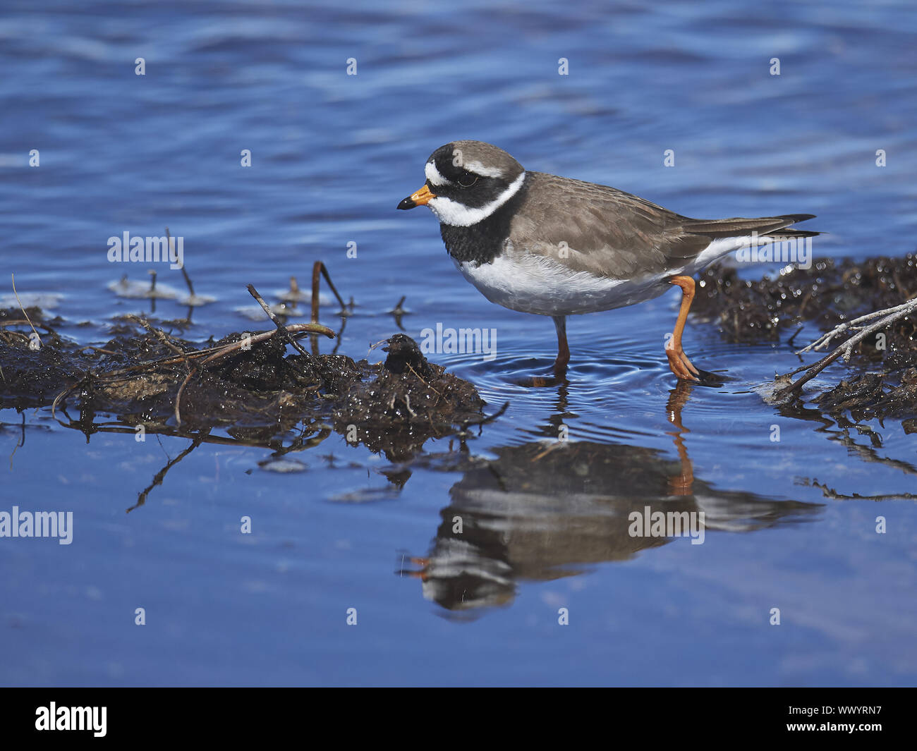 Comune piviere cerchiati Foto Stock