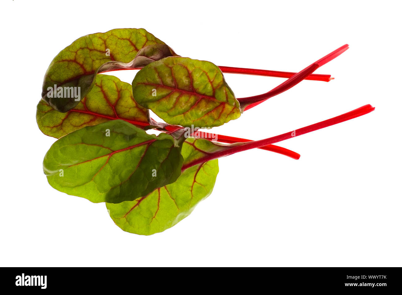 Ortaggi freschi - Bietole da Foto Stock