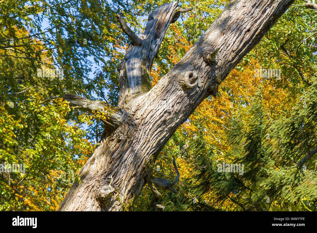 Vecchio albero di colorazione del fogliame in autunno Foto Stock