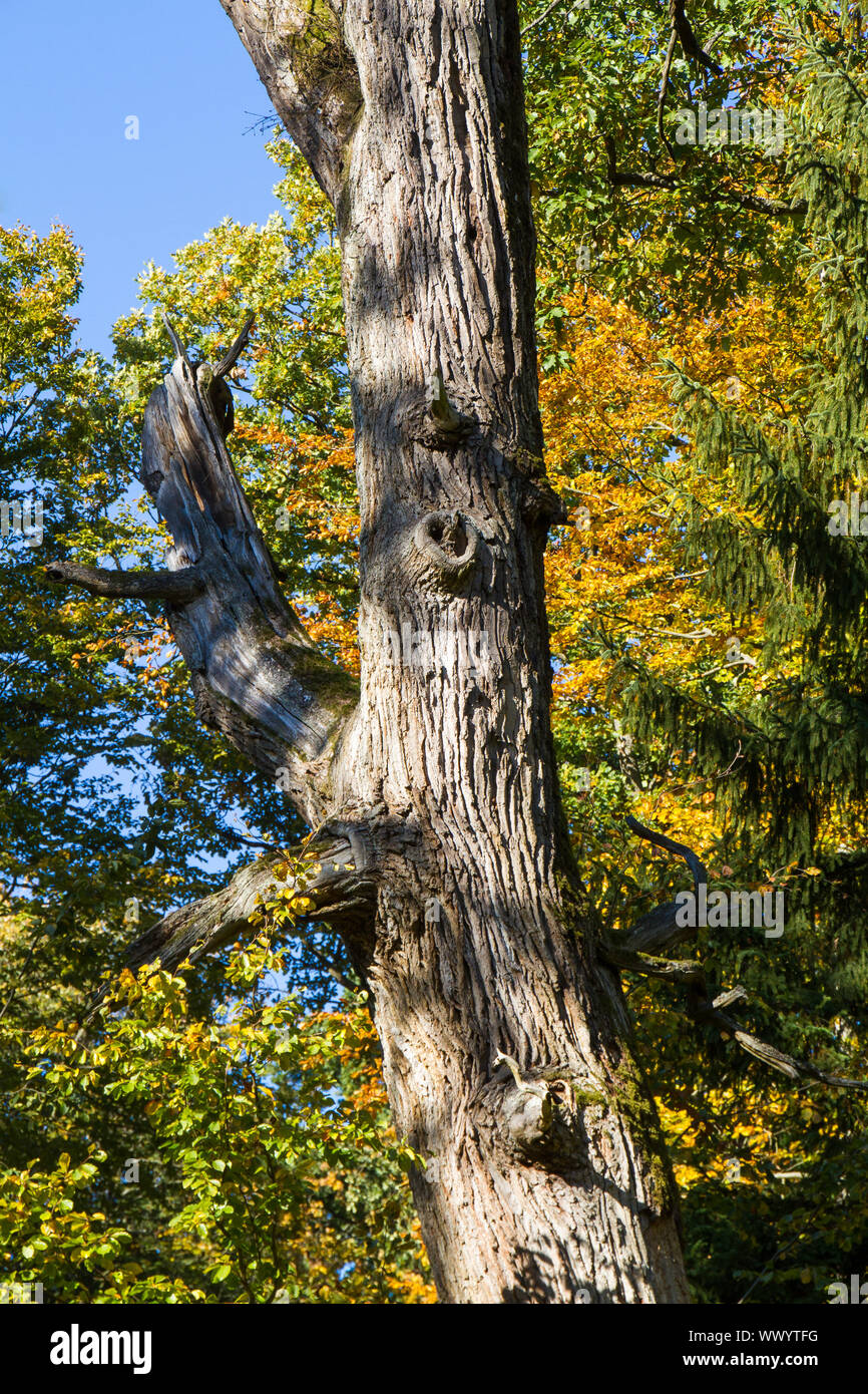 Vecchio albero di colorazione del fogliame in autunno Foto Stock