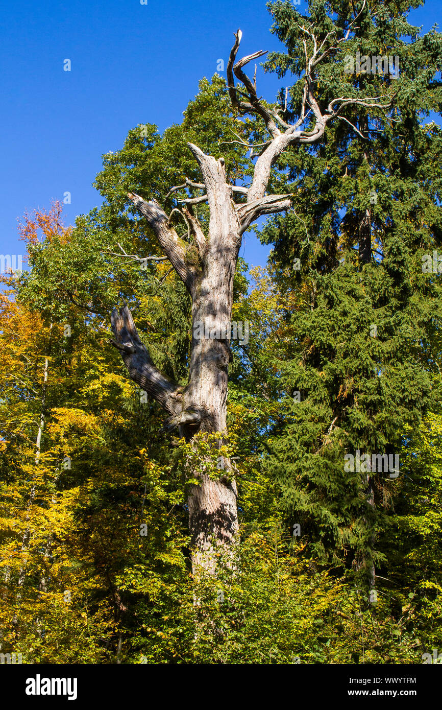 Vecchio albero di colorazione del fogliame in autunno Foto Stock