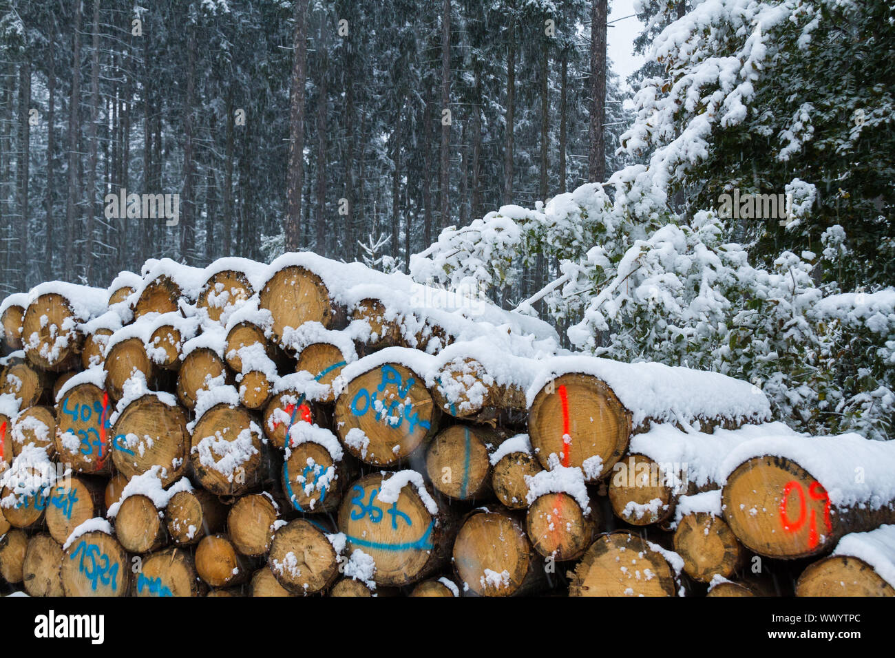 Pali di legno in inverno Foto Stock