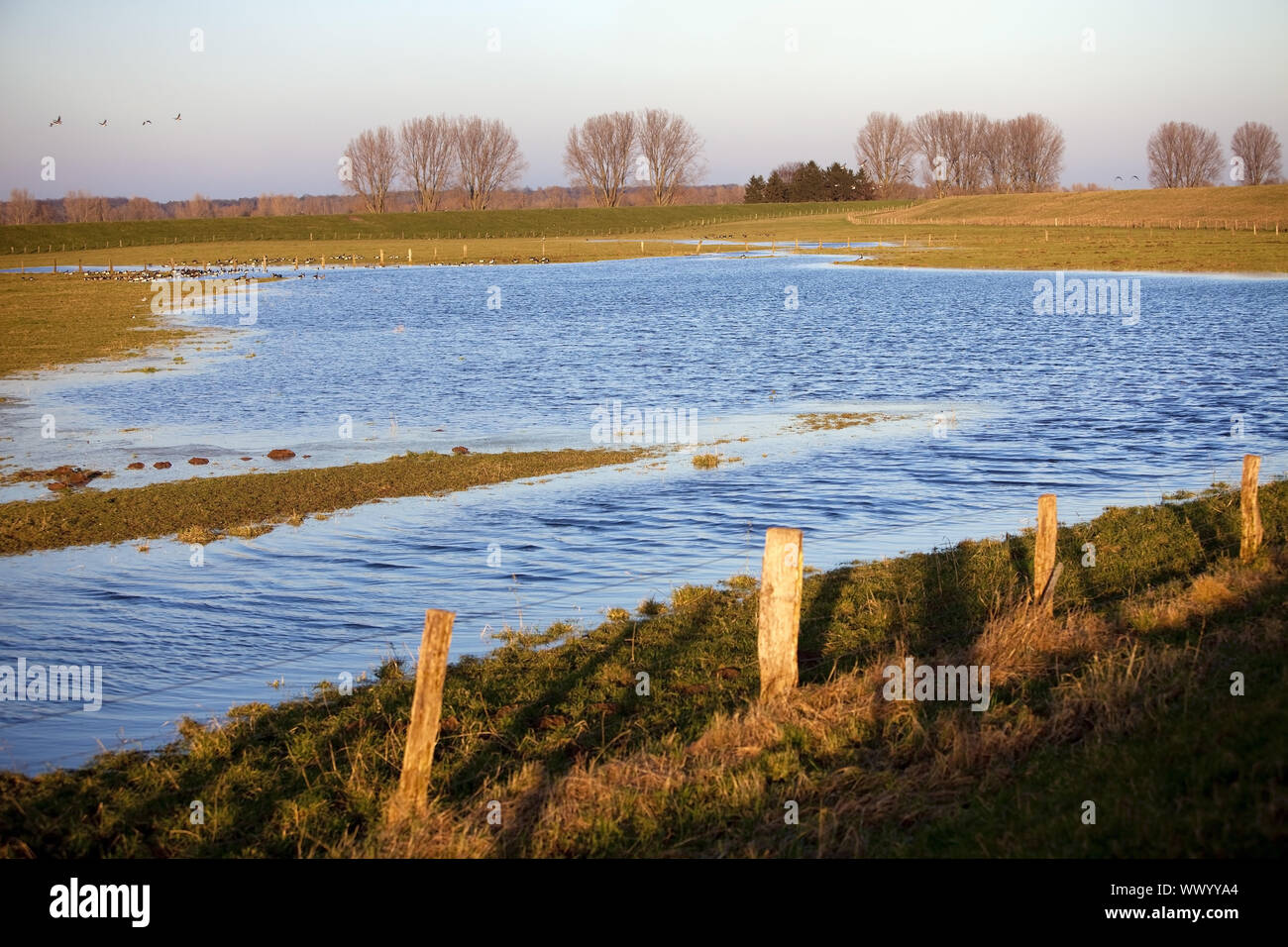 Natura zona conversazione Bislicher Insel ad alta filigrana, Wesel, Basso Reno, Germania, Europa Foto Stock