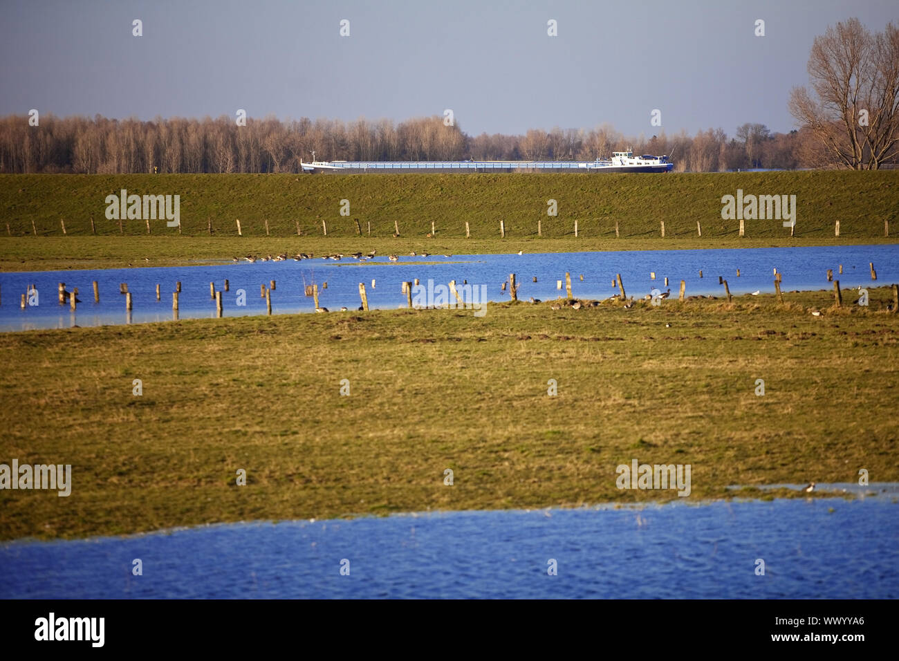 Natura zona conversazione Bislicher Insel ad alta filigrana, Wesel, Basso Reno, Germania, Europa Foto Stock