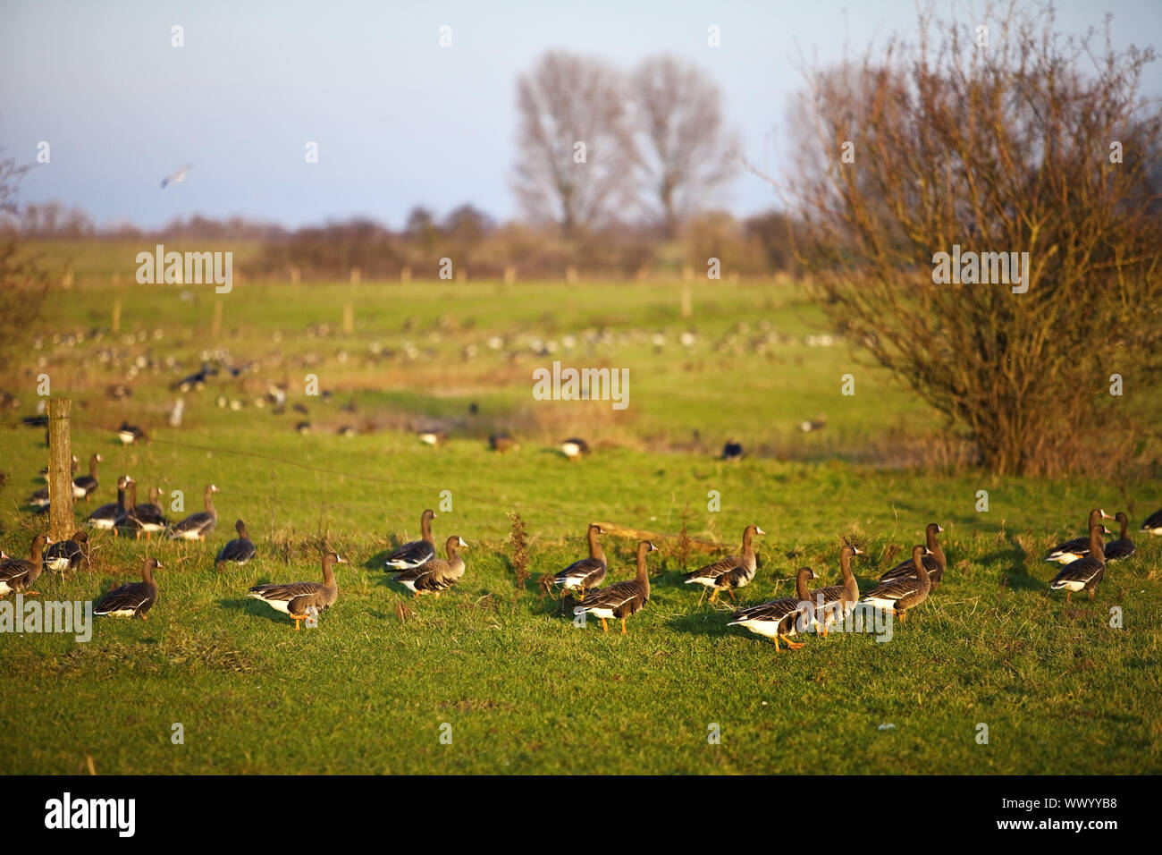 Natura zona conversazione Bislicher Insel con oche selvatiche, Wesel, Basso Reno, Germania, Europa Foto Stock