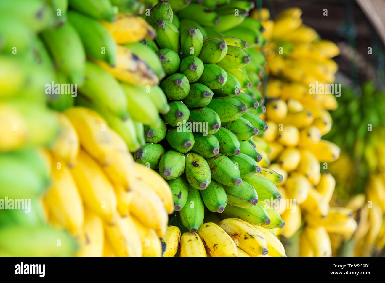 Musa banana presso il mercato degli agricoltori a Galle, Sri Lanka Foto Stock