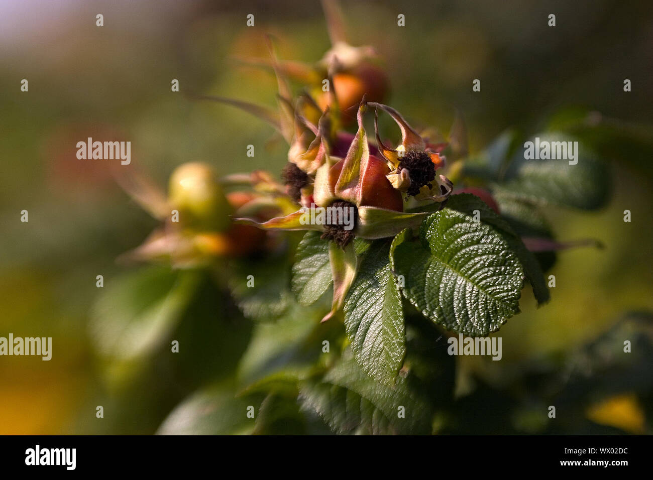 Lensbaby 2 Effetto Foto Stock