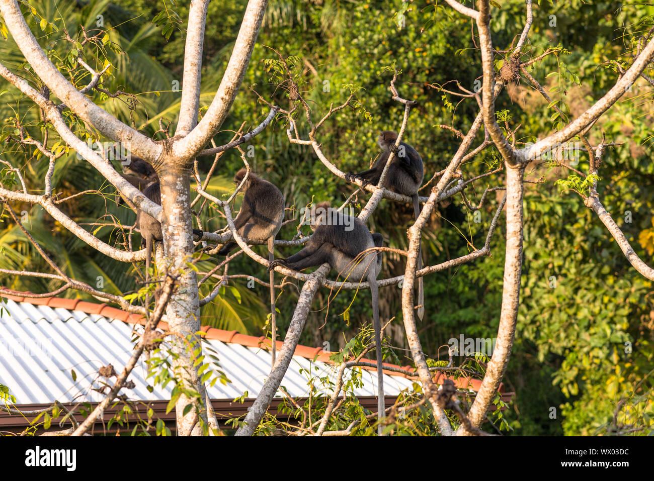 Le scimmie e di fauna selvatica sul sito della giungla, dietro la piccola cittadina di Unawatuna, Sri Lanka Foto Stock