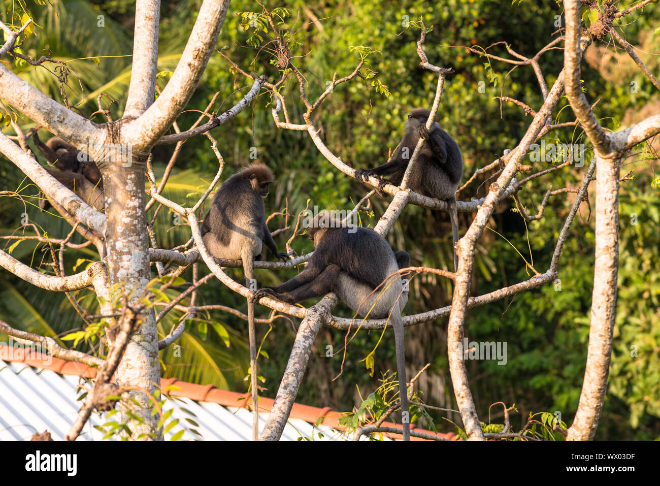 Le scimmie e di fauna selvatica sul sito della giungla, dietro la piccola cittadina di Unawatuna, Sri Lanka Foto Stock